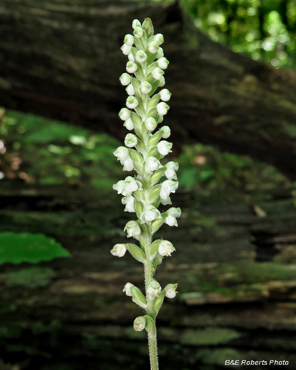 Goodyera_pubescens