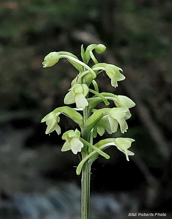 Woodland_orchid