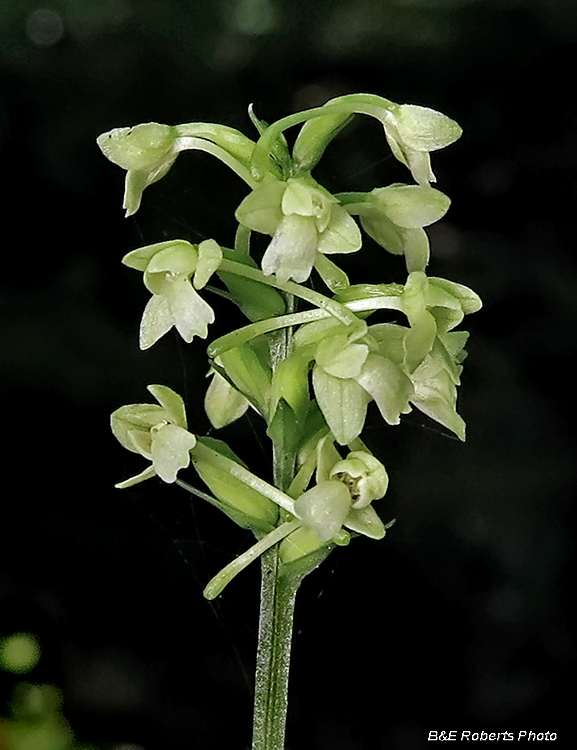 Woodland_orchid