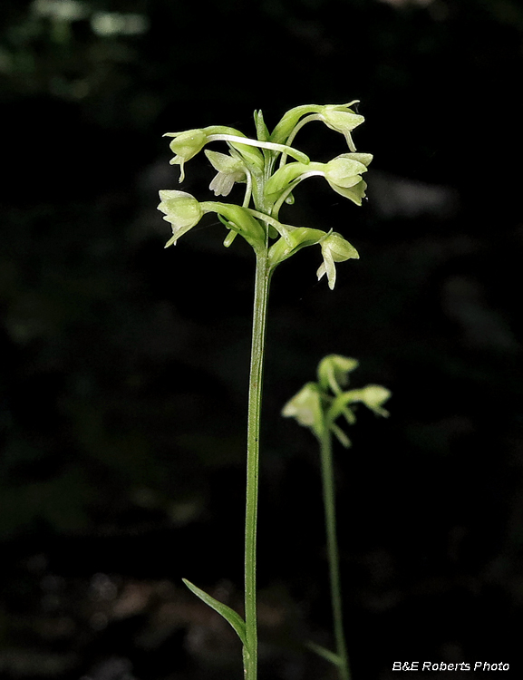 Woodland_orchid