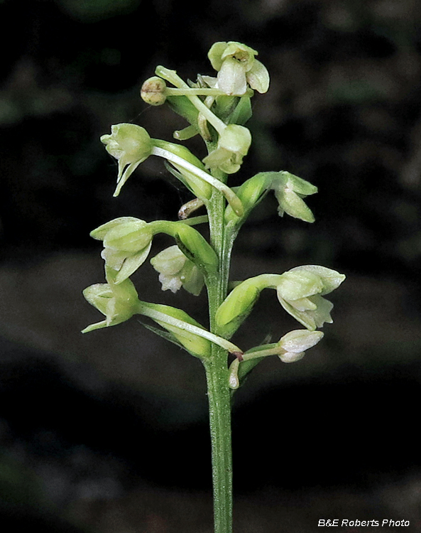 Woodland_orchid