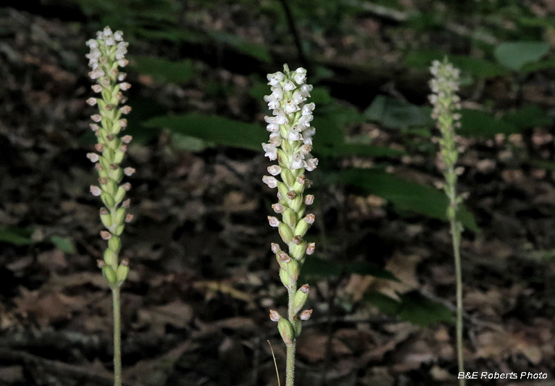 Goodyera_pubescens