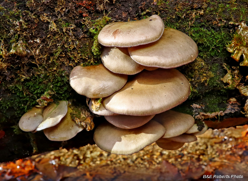 Pleurotus_ostreatus