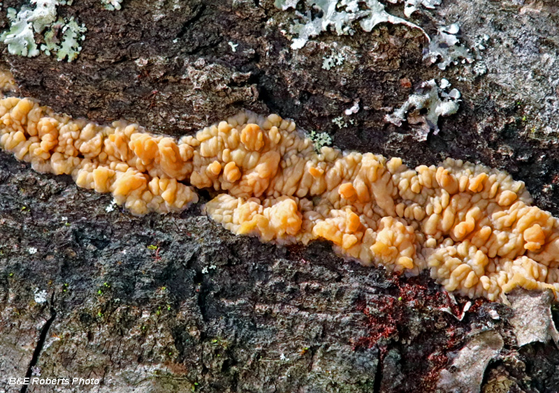 Phlebia_radiata