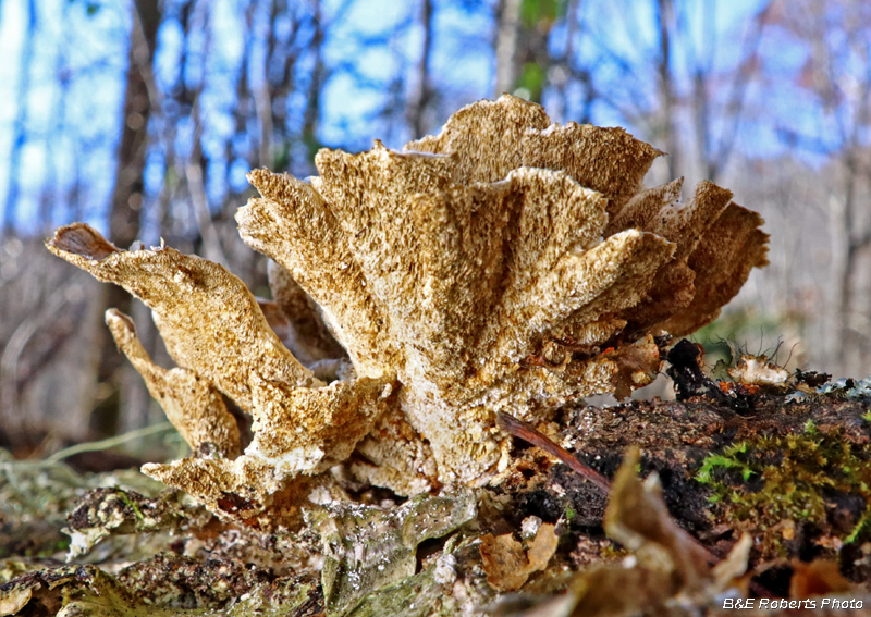 Trichaptum_biforme