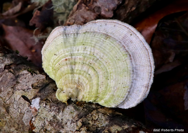 Trametes_betulina