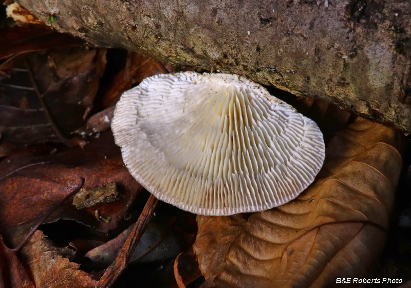 Trametes_betulina