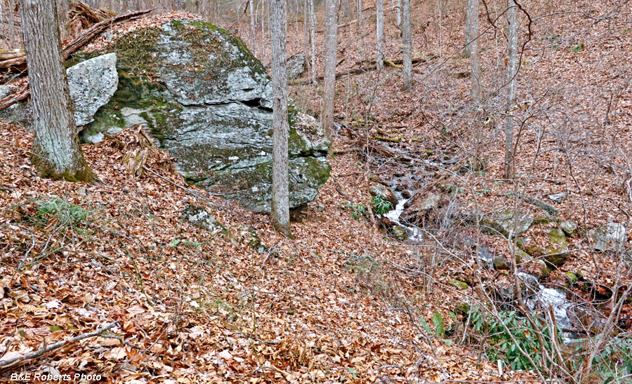 Animal_Head_rock