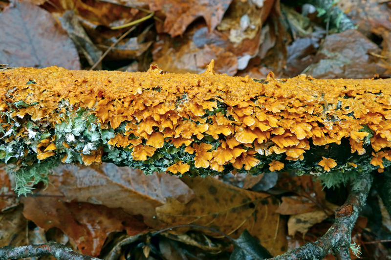 Lichen_fungi