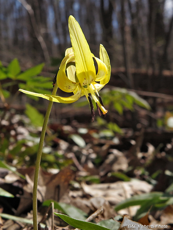 Trout_Lily