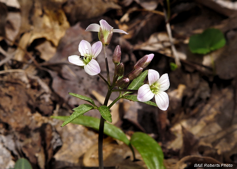 Slender_Toothwort