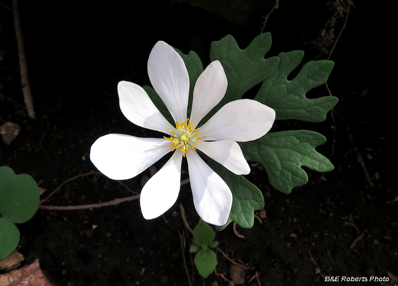 Bloodroot