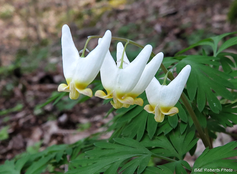 Dutchmans_Breeches