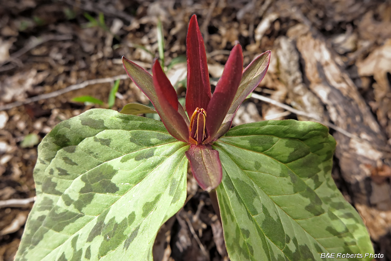 Trillium_cuneatum