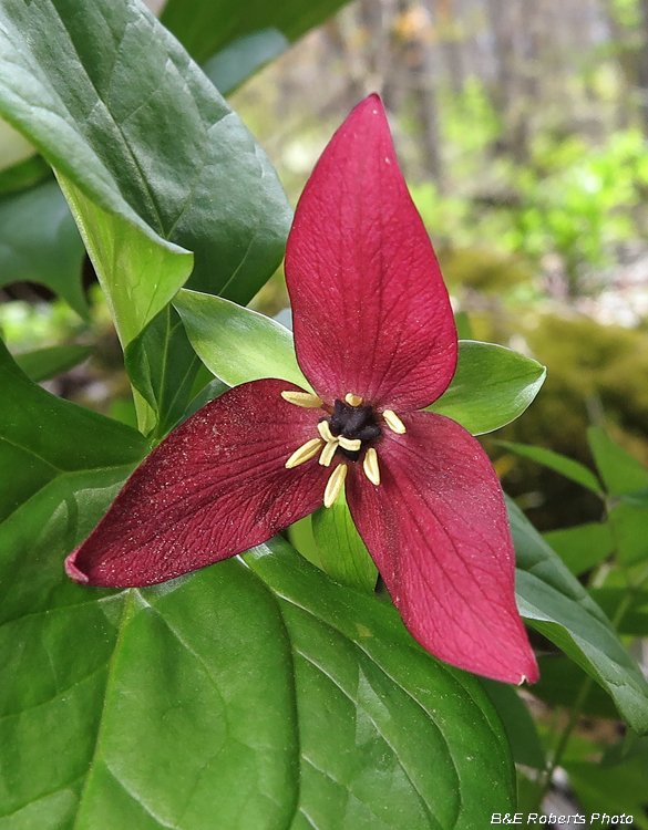 Trillium_erectum