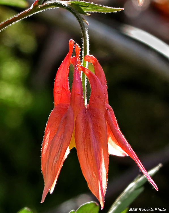 Columbine