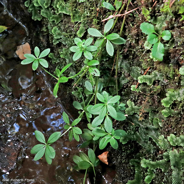 Bedstraw_Galium