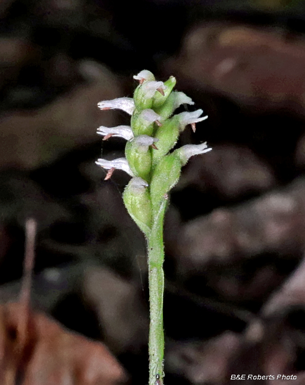 Spiranthes_ovalis