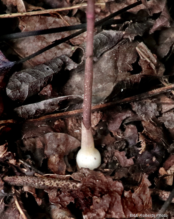 Coral-root_bulb