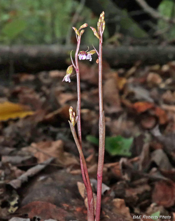 Coral-root