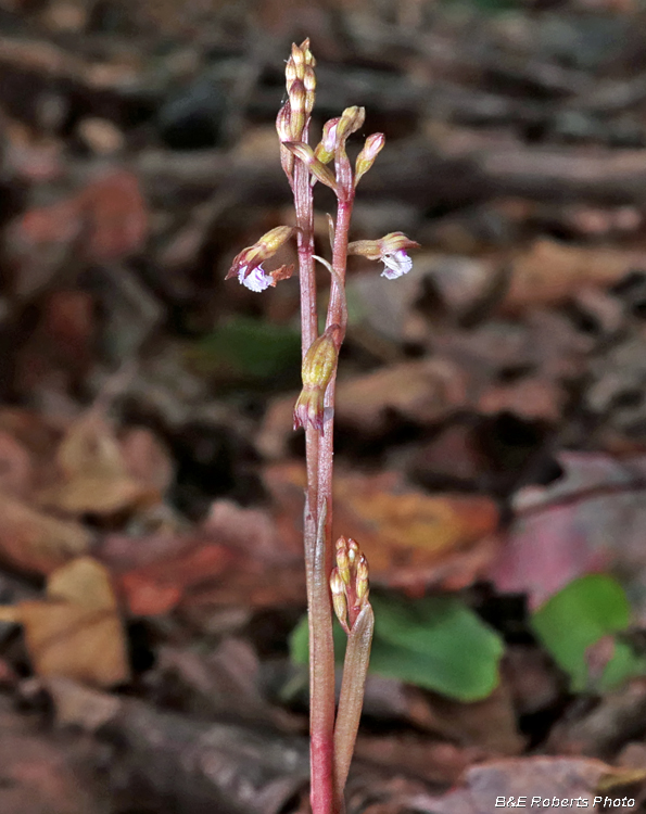 Coral-root