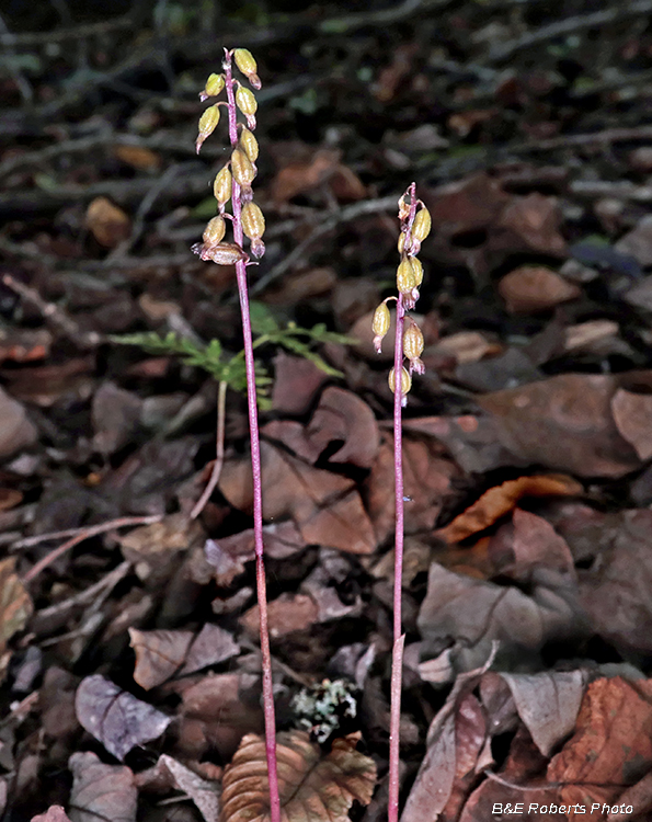 Coral-root