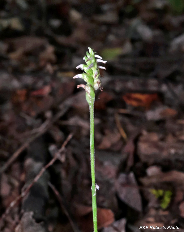 Spiranthes_ovalis