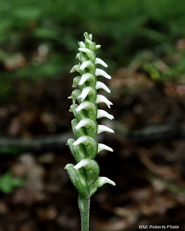 Spiranthes