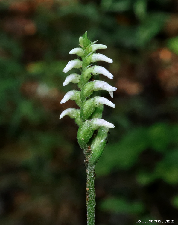 Spiranthes