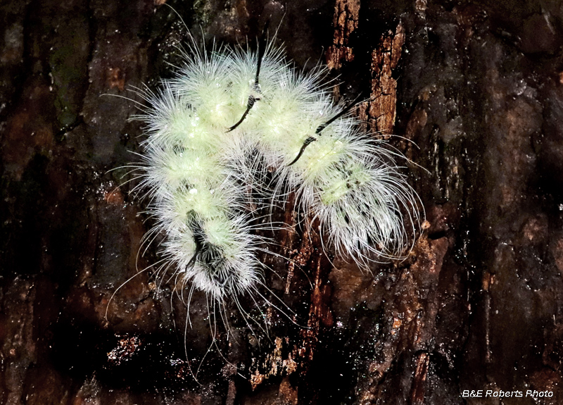 Dagger_moth_caterpillar