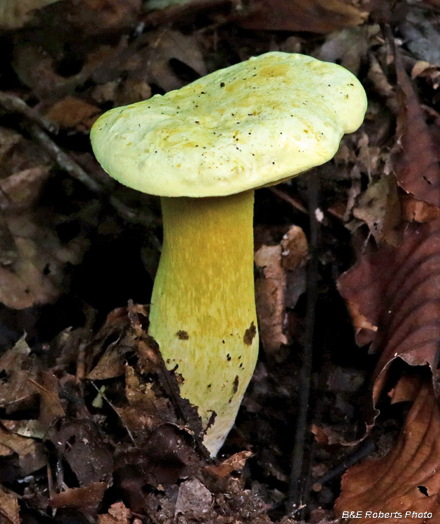 Yellow_bolete