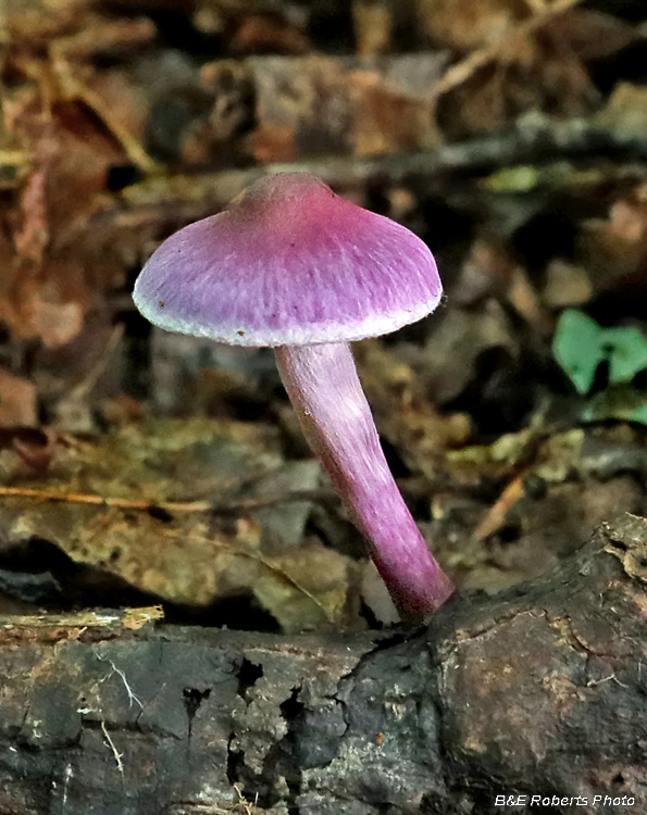 Purple_mycena