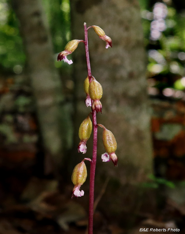 Corallorhiza