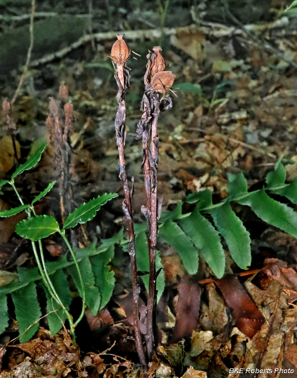 Dried_Indian_Pipes