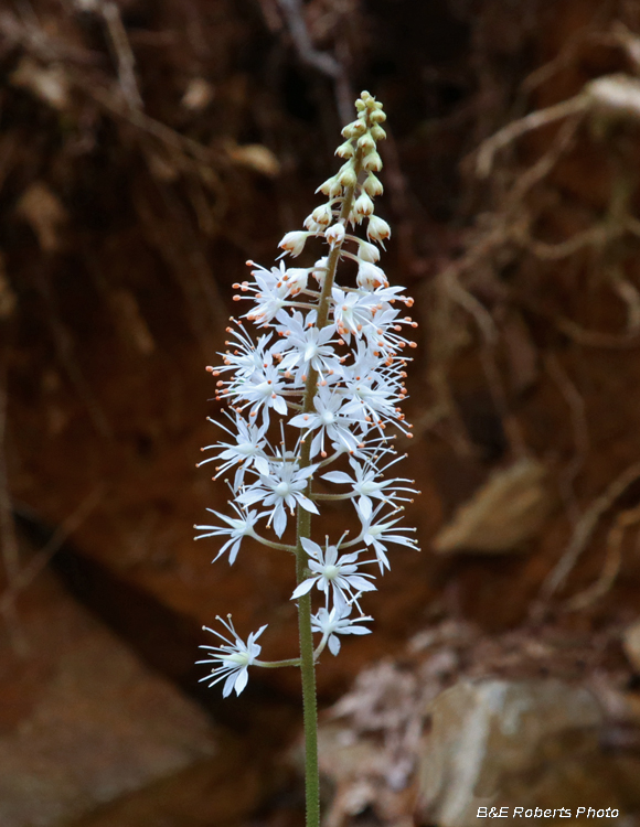 Foamflower