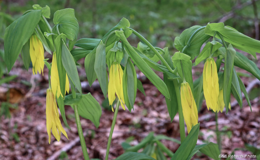 Large_Bellwort