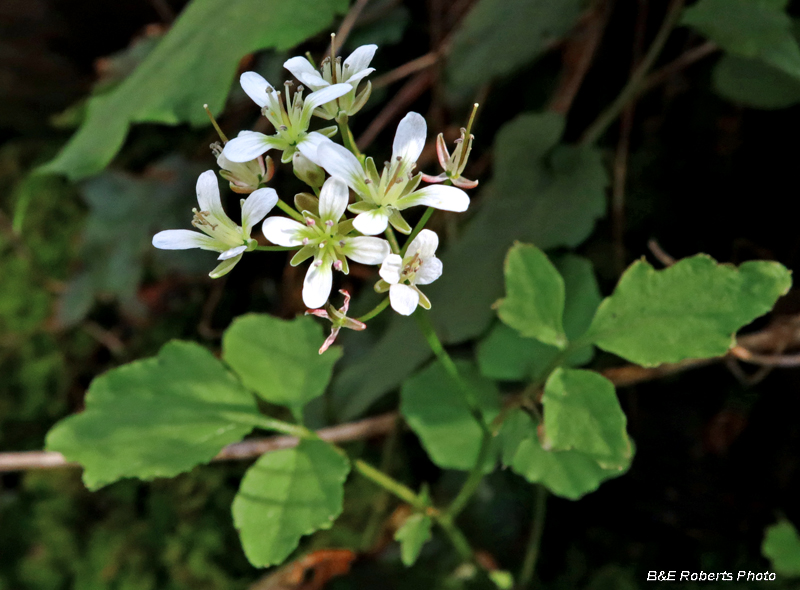 Cardamine_flagellifera