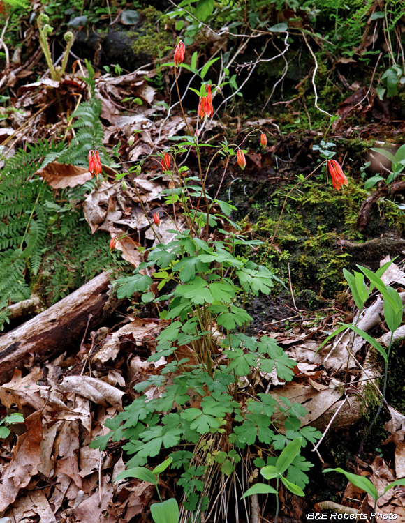 Columbine_plant