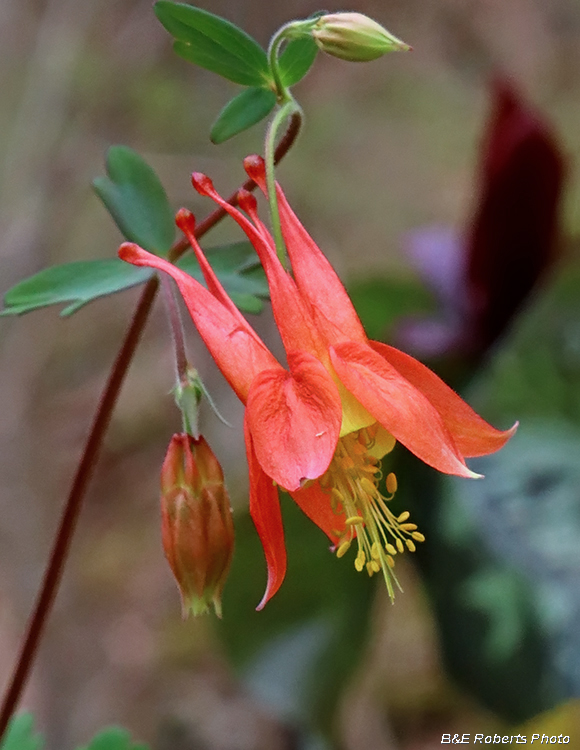 Columbine