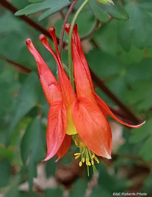 Columbine