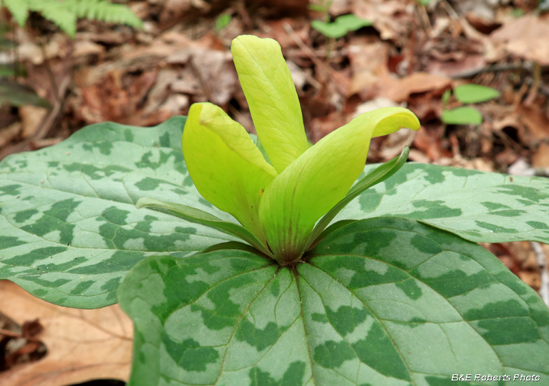 Yellow_Trillium_cuneatum