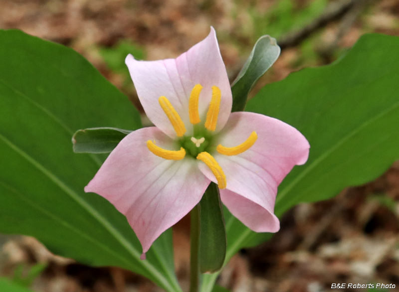 Pink_Catesby_Trillium