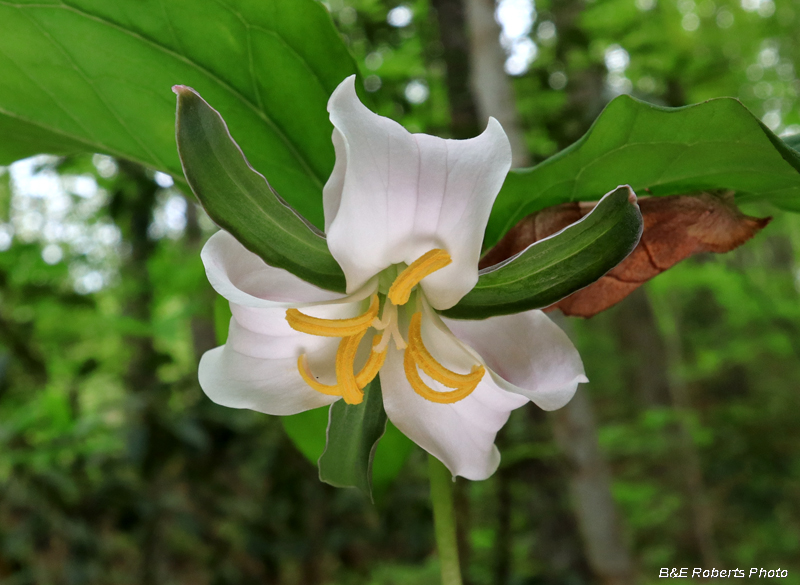 White_Catesby_Trillium