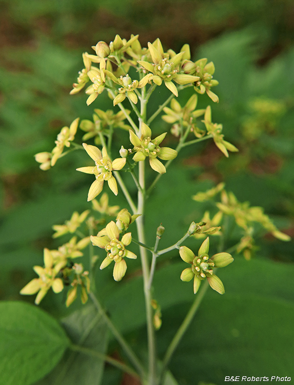 Blue_Cohosh