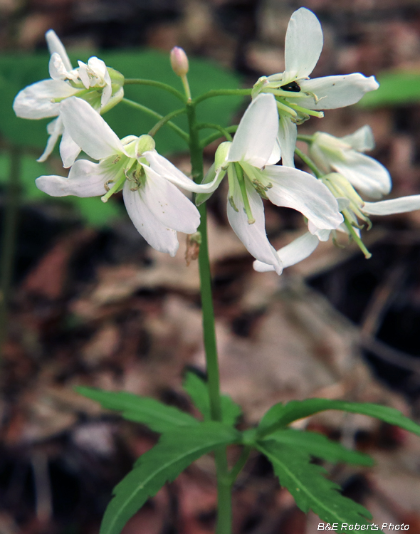 Cutleaf_Toothwort