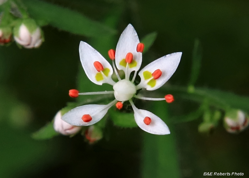 Michaux_Saxifrage