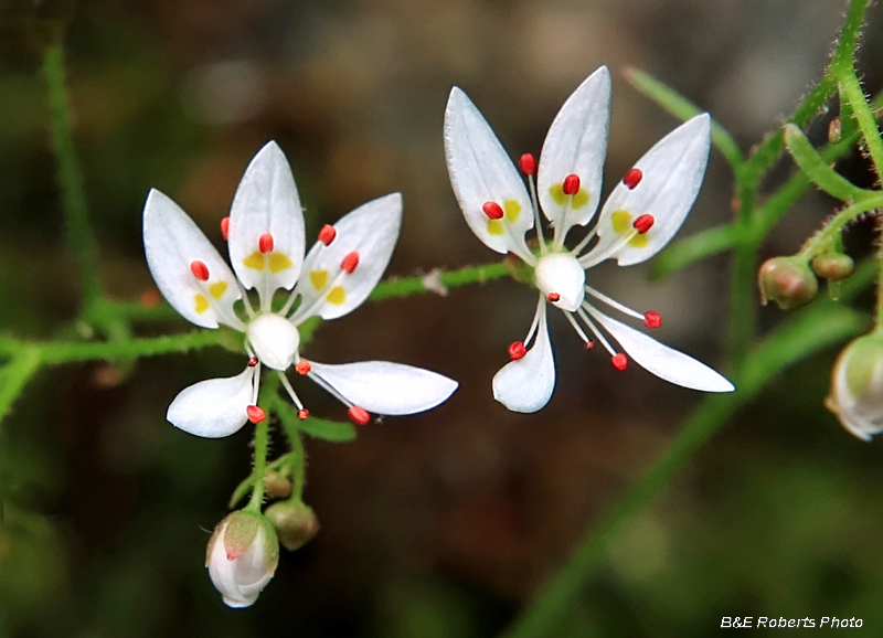 Michaux_Saxifrage