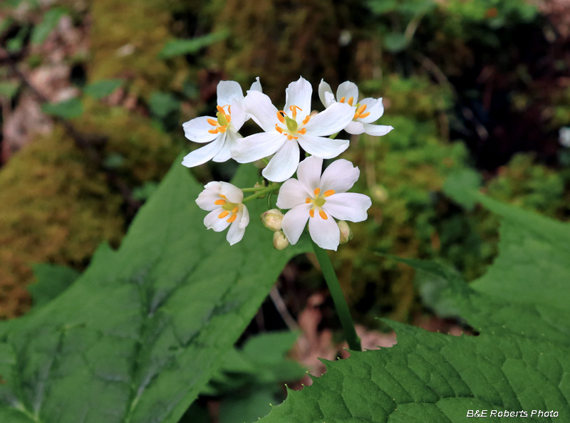 Umbrella_Leaf_flower