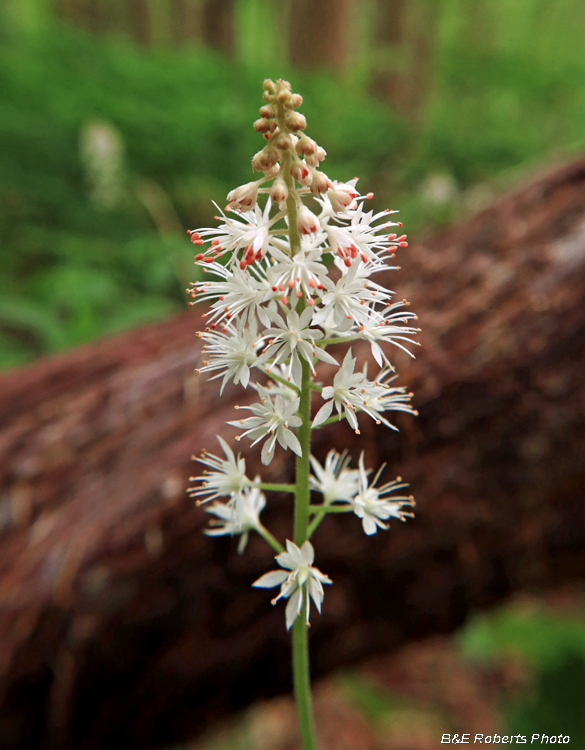 Foamflower