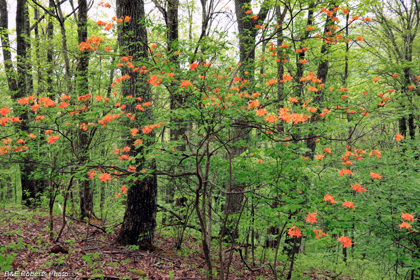 Flame_Azaleas